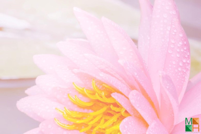 Tranh dán tường Hàn Quốc hoa sen FW - 300